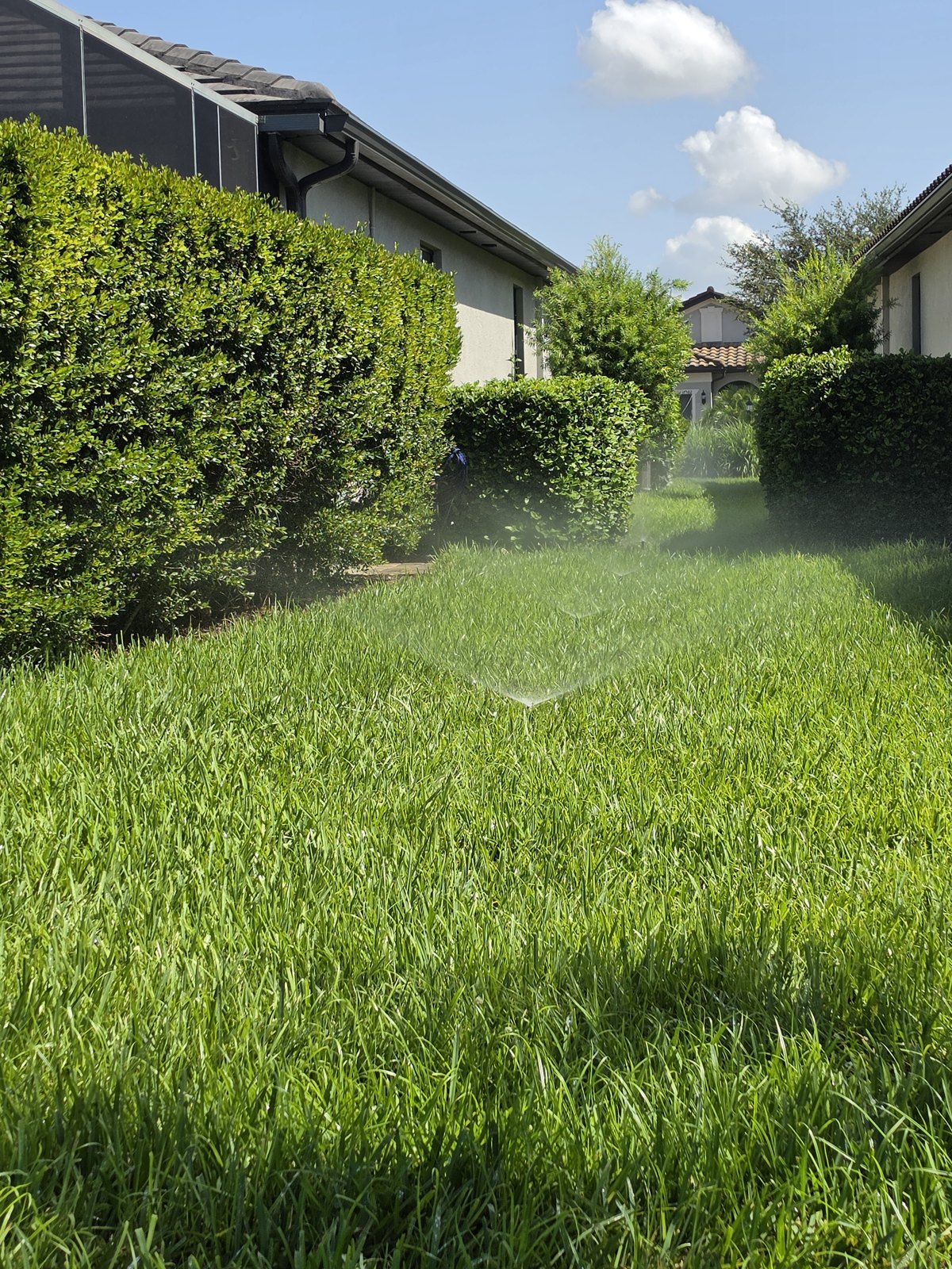 Lawn irrigation in action
